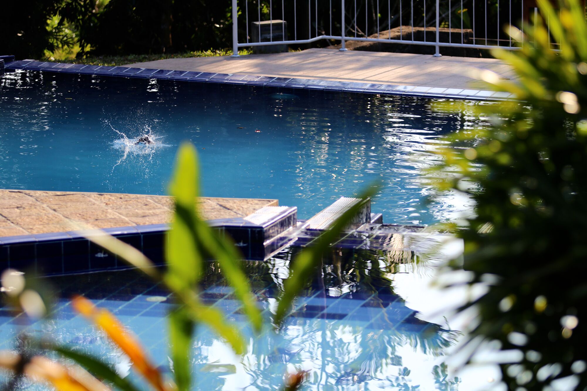 Swimming Pool and Tropical Gardens
